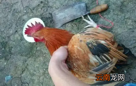 2022大年初一能杀鸡吗-2022过年前几天能杀鸡