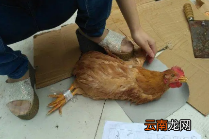 2022大年初一能杀鸡吗-2022过年前几天能杀鸡