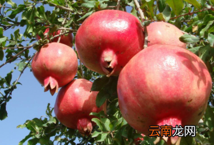 石榴吃着苦是为什么-石榴苦的能吃吗