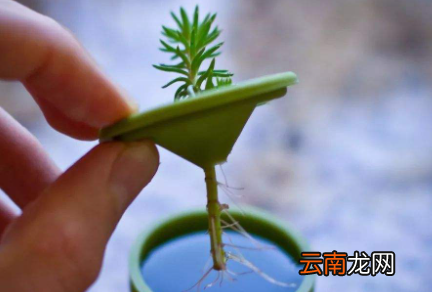 生根粉如何催种子发芽-生根粉是在发芽前用还是发芽后用