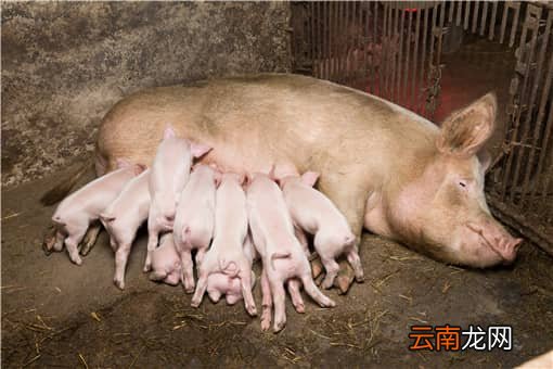 猪身上有红疙瘩是什么病怎么治疗？附解决方法