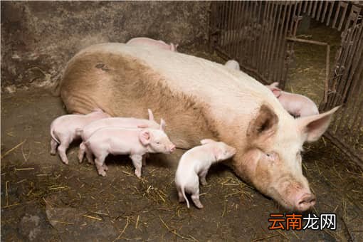 猪身上有红疙瘩是什么病怎么治疗？附解决方法