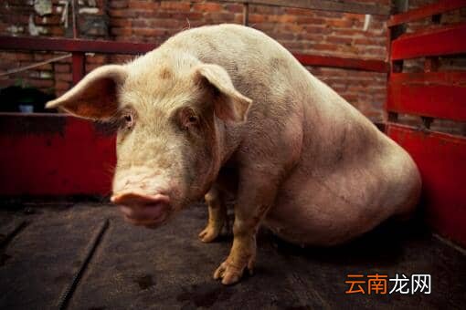 2022养猪补贴政策：养多少头猪不需要审批？