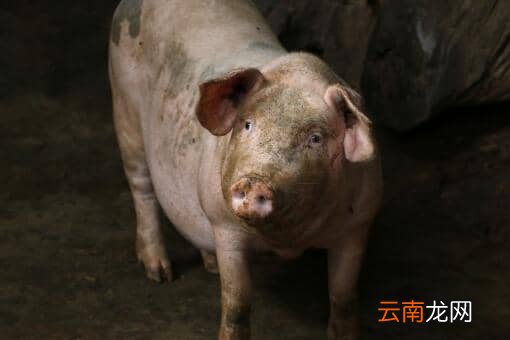 2022养猪补贴政策：养多少头猪不需要审批？