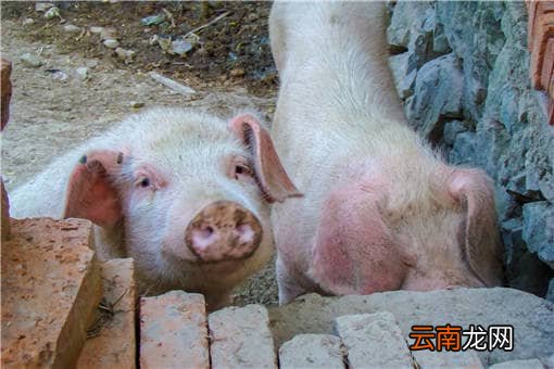 兴安县2022年生猪良种补贴政策：补贴标准多少钱？如何申请？