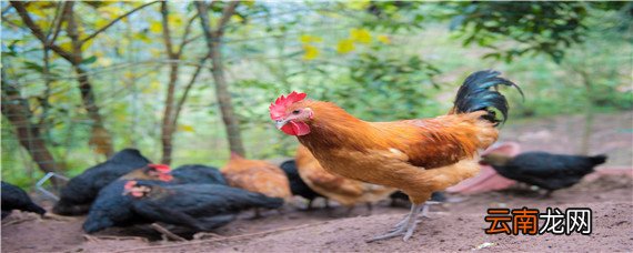 鸡粪不发酵能做肥料吗 没有发酵的鸡粪能肥水吗?