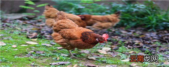 一只母鸡一年抱几次窝 一条母鸡一年抱窝几次