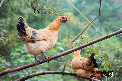 鸡拉白色稀粪的原因有哪些？怎么治用什么药？