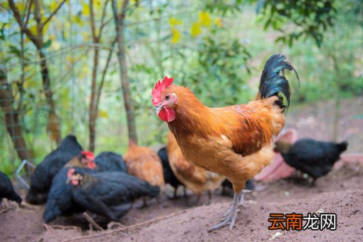 鸡拉白色稀粪的原因有哪些？怎么治用什么药？