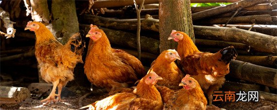 母鸡的寿命是多少年 母鸡的寿命