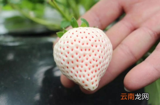 白色的草莓叫什么名字-白色草莓叫白雪公主吗