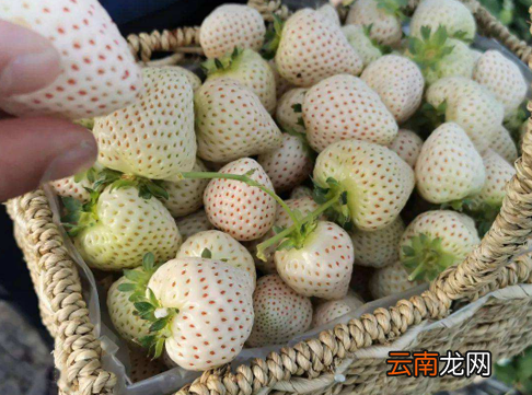 白色的草莓叫什么名字-白色草莓叫白雪公主吗
