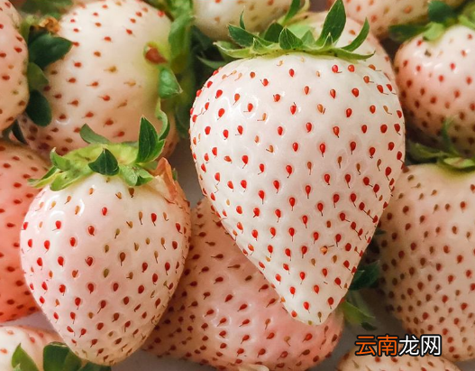 白色的草莓叫什么名字-白色草莓叫白雪公主吗