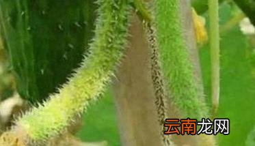 黄瓜化瓜是什么原因造成的 大棚黄瓜化瓜是什么原因造成的呢
