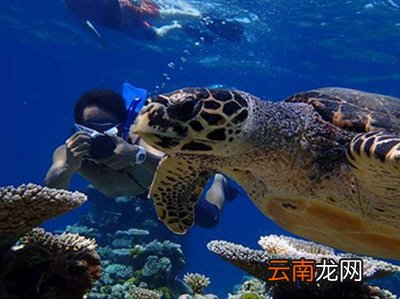 潜水游泳是有氧运动吗