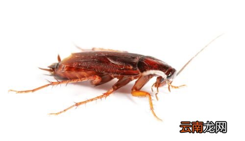 蟑螂容易传播哪些疾病