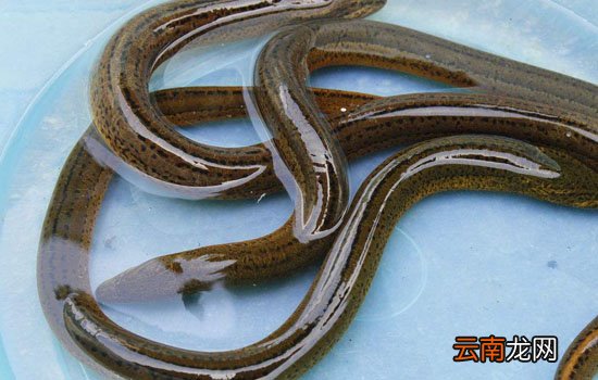 端午节吃五黄的意义 端午节吃哪五黄五红