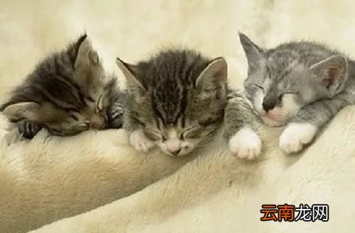 午睡的好处 午睡好处多你知道吗