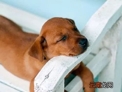 午睡的好处 午睡好处多你知道吗