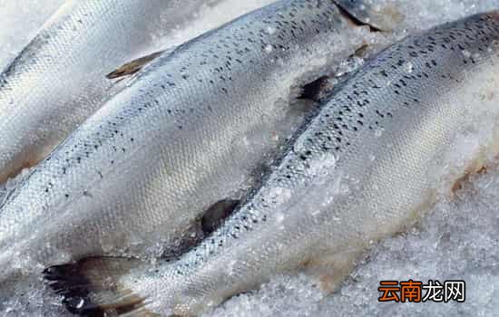 三文鱼怎么解冻 冰鲜三文鱼和冷冻三文鱼有何区别