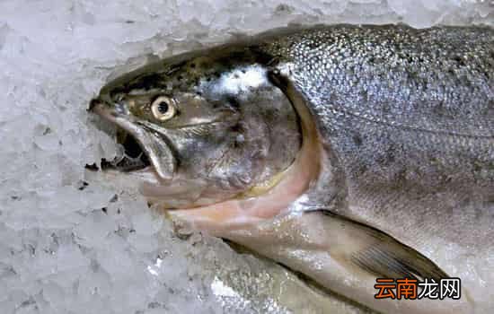 三文鱼怎么解冻 冰鲜三文鱼和冷冻三文鱼有何区别