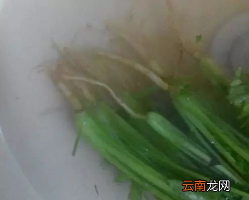 吃香菜有什么好处 香菜根还能美白哟