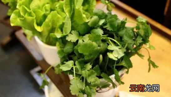 吃香菜有什么好处 香菜根还能美白哟