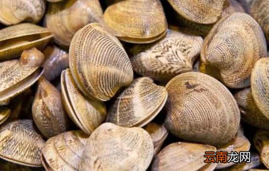 花甲和蛤蜊一样吗 花甲是蛤蜊的一种