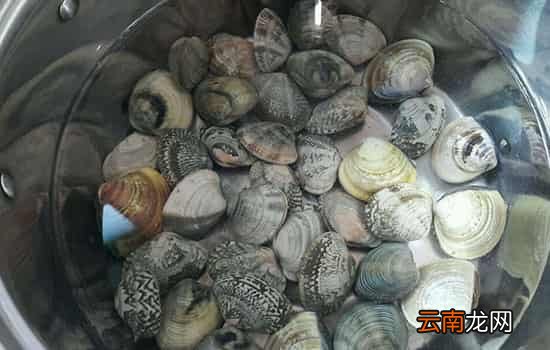 花甲怎么洗最快最干净 快来试试这三招！