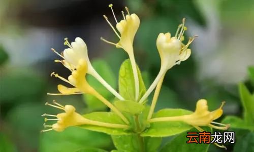 什么病不用看医生 这几种病得了不用去医院