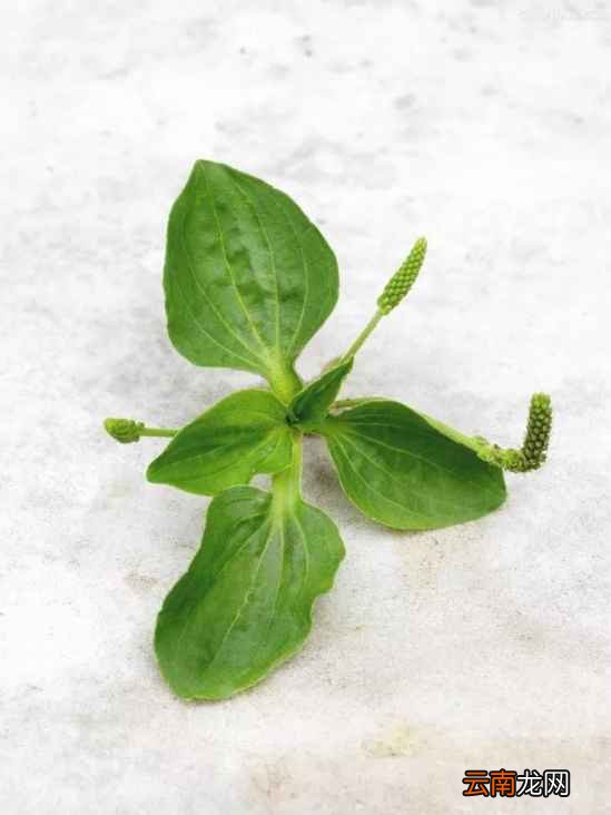 车前草的功效与作用 这种草药是炎症的克星