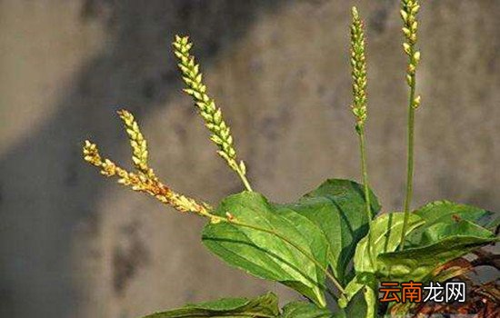 车前草的功效与作用 这种草药是炎症的克星