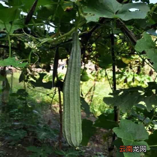 八角瓜的功效与作用 想不到竟有18个功效