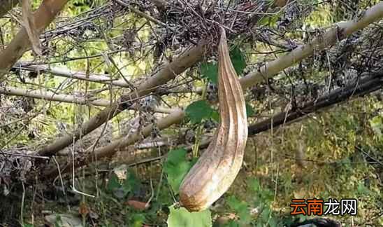 八角瓜的功效与作用 想不到竟有18个功效