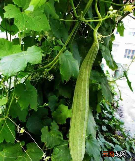 八角瓜的功效与作用 想不到竟有18个功效