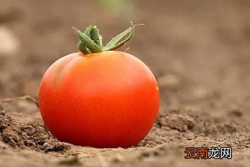 夏天吃什么食物防晒 每天吃它比敷面膜还好