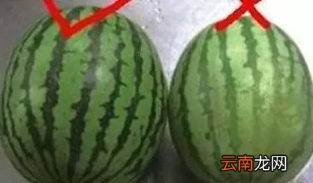 怎么挑选好西瓜 西瓜挑选指南