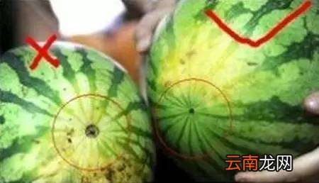 怎么挑选好西瓜 西瓜挑选指南