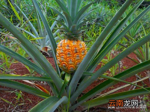 凤梨是啥和菠萝有区别吗 凤梨和菠萝的区别