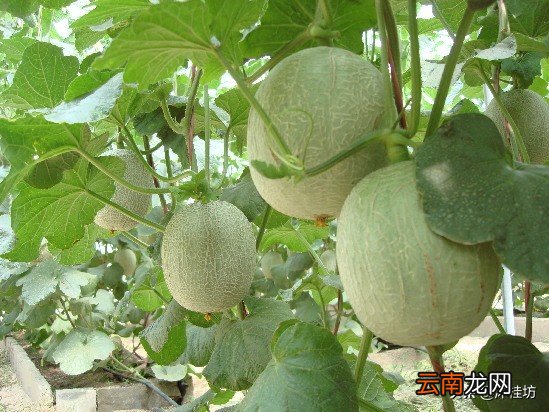 哈密瓜太甜容易上火？ 哈密瓜上火吗