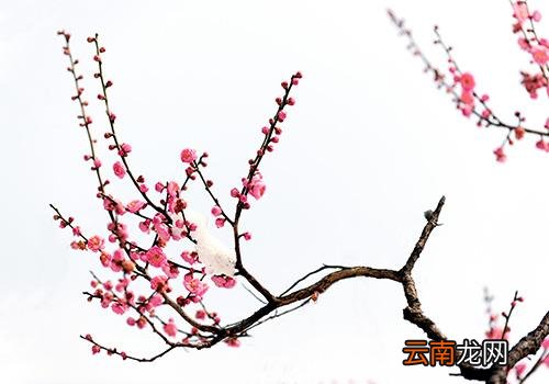 小雪是哪天,小雪都是11月22日吗
