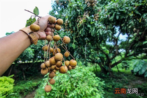 桂圆的功效和食用方法 桂圆的功效与作用