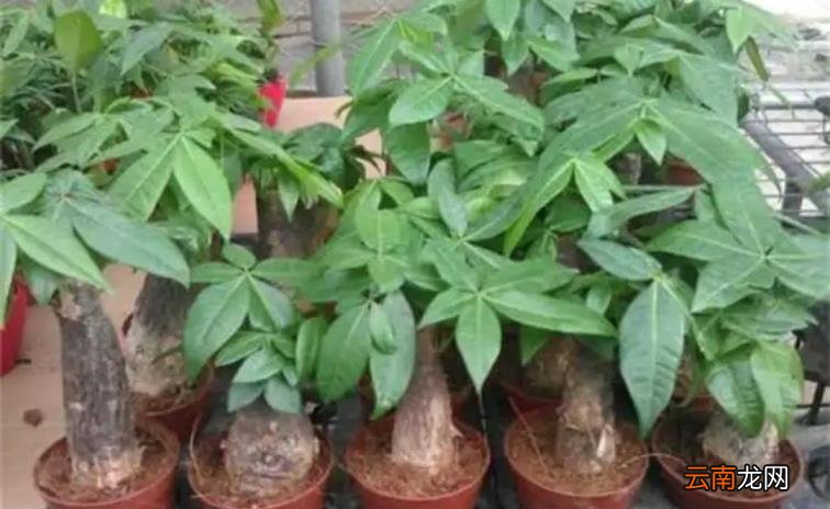 发财树养护要点如何养发财树