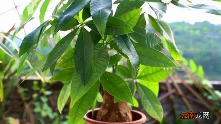 发财树养护要点如何养发财树