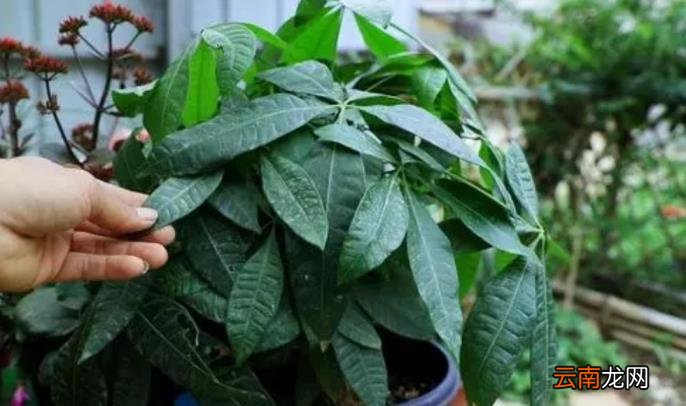 发财树养护要点如何养发财树