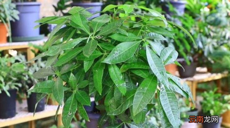 发财树养护要点如何养发财树