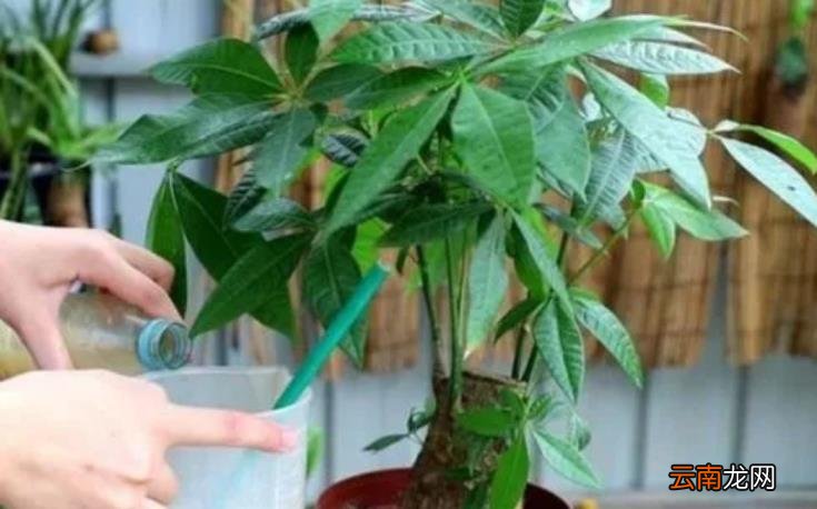 发财树养护要点如何养发财树