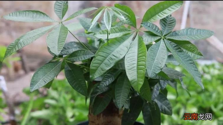 发财树养护要点如何养发财树