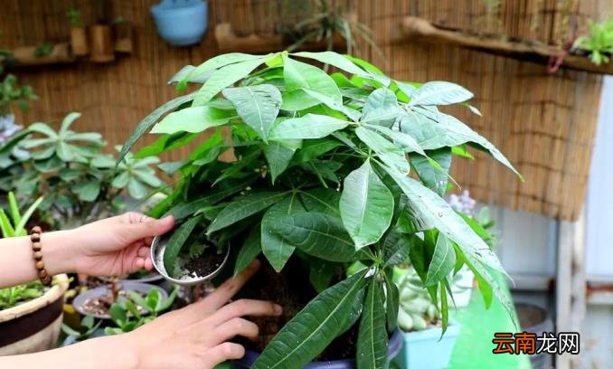 发财树养护要点如何养发财树