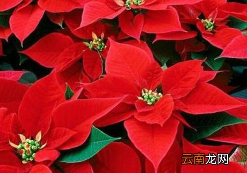 一品红到底有没有毒,一品红净化空气吗